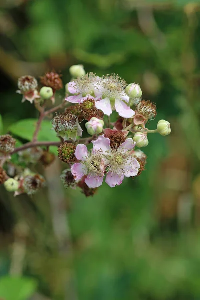 Pale Pink Bramble Rubus Fruticosus Flowers Close Ripening Green Fruits — Photo