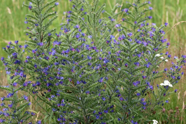 Vipères Bleues Bugloss Echium Vulgare Épis Fleurs Avec Fond Flou — Photo