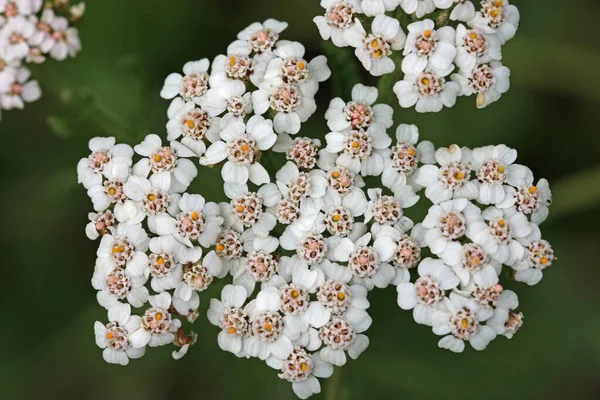 Yarrow Branco Millefolium Achillea Flores Close Com Fundo Folhas Borradas — Fotografia de Stock