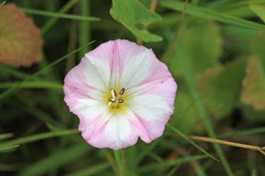 Tarla yosunu, Convolvulus arvensis, çimen ve yaprakların bulanık arkaplanı ile yakın plan pembe ve beyaz çiçek.