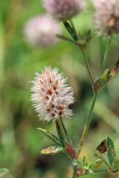 Hares Foot Clover Trifolium Arvense Flowers Close Blurred Background Grass — Stock Photo, Image