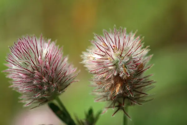 Hares Foot Clover Trifolium Arvense Flowers Close Blurred Background Grass — Stock Photo, Image