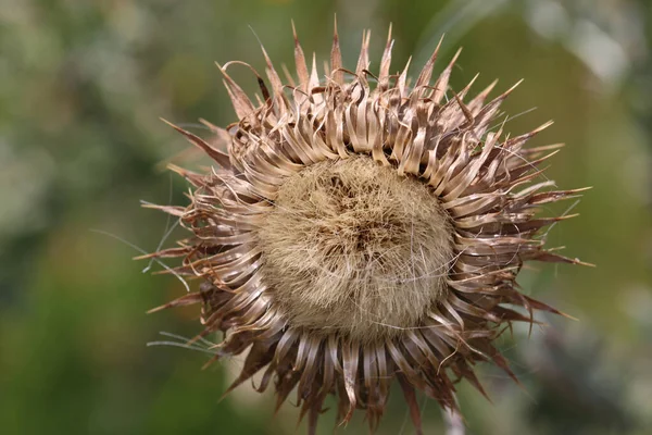 Musk Thistle Carduus Nutans Seed Head Close Blurred Background Leaves — Stock Photo, Image