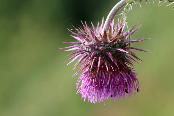 Purple Musk Thistle Carduus Nutans Flower Close Blurred Background Leaves — Stock Photo, Image