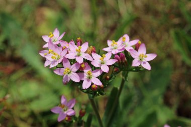 Pembe centaury, Centaurium eritraea, yakın plan çimenlerin bulanık arkaplanına sahip kümeler halinde çiçekler..