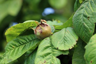 Olgun Medlar, Mespilus Germanica, yaprakları arka plan gibi bulanık bir ağacın meyvesi..