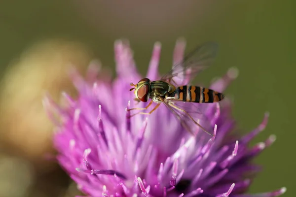 Cabeça Dura Roxa Centaurea Nigra Flor Close Com Uma Mosca — Fotografia de Stock