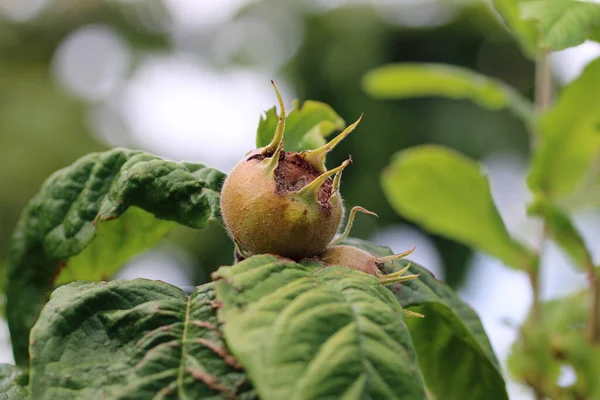 Zralý Medlar Mespilus Germanica Plody Stromě Listy Rozmazanými Jako Pozadí — Stock fotografie