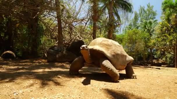毛里求斯岛 一只巨龟在移动 — 图库视频影像