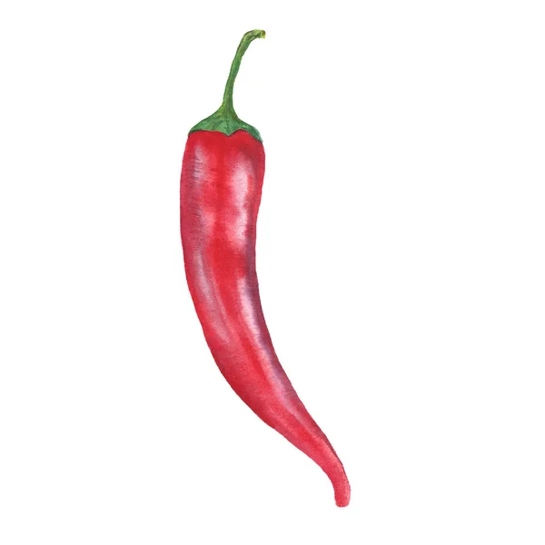 Red Chili Pepper Watercolor Botanical Illustration Isolated White Background — Stock Photo, Image