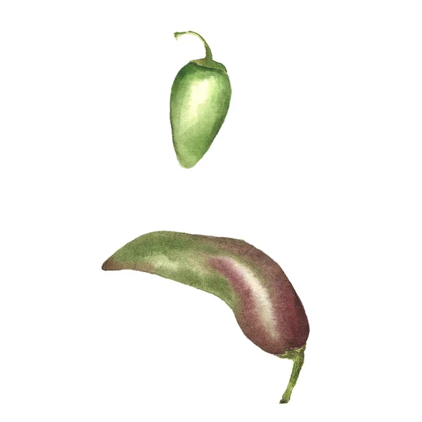 Chilli Papričky Botanická Ilustrace Akvarelu Izolováno Bílém Pozadí — Stock fotografie
