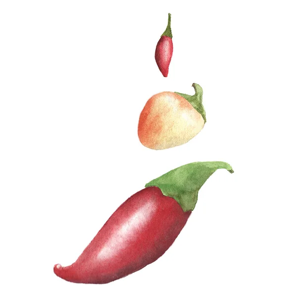 Chilipeppar Akvarell Botanisk Illustration Isolerad Vit Bakgrund — Stockfoto