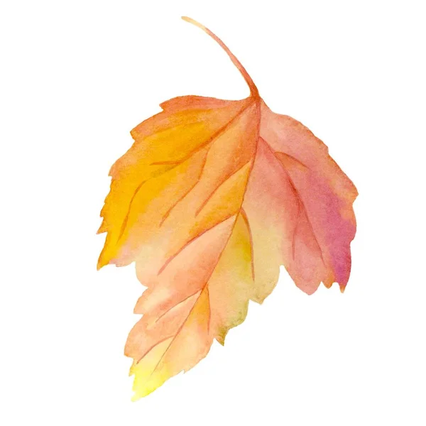 一套秋天的叶子被白色的背景隔开了 水彩画植物学说明 — 图库照片
