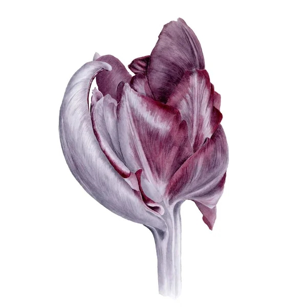 Illustrazione Botanica Acquerello Del Tulipano Pappagallo Isolato Sfondo Bianco Foto Stock