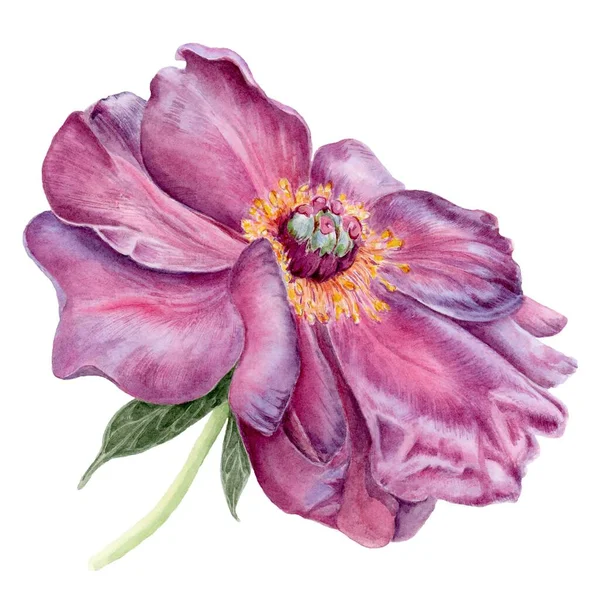 Peon Flower Watercolor Botanische Illustration Isoliert Auf Weißem Hintergrund Geeignet — Stockfoto