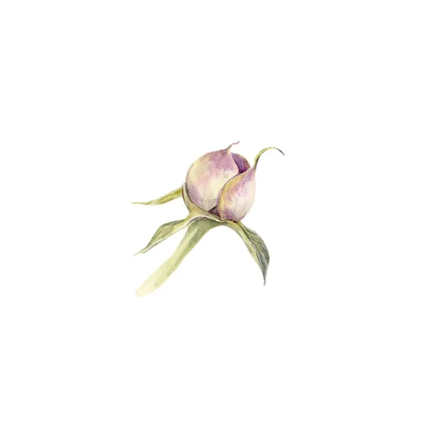 Peon Fiore Acquerello Illustrazione Botanica Isolato Sfondo Bianco Adatto Cartoline Immagine Stock