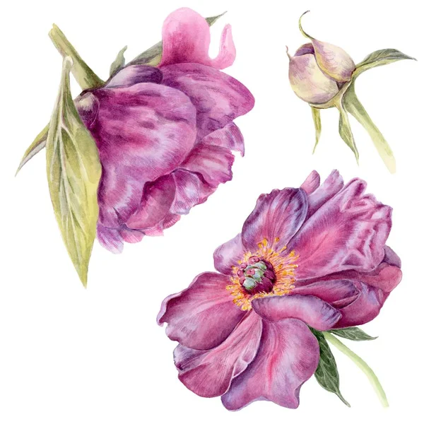 Peon Fiore Acquerello Illustrazione Botanica Isolato Sfondo Bianco Adatto Cartoline Immagini Stock Royalty Free