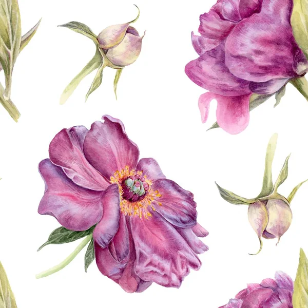 Peon Blumenmuster Aquarell Botanische Illustration Isoliert Auf Weißem Hintergrund Geeignet — Stockfoto