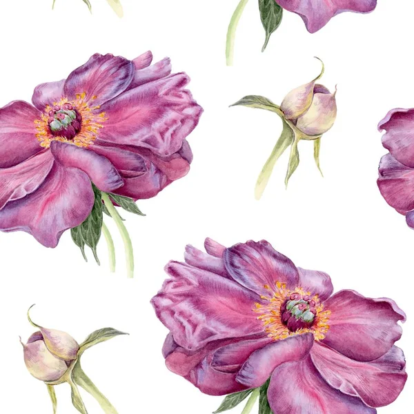 Peon Blumenmuster Aquarell Botanische Illustration Isoliert Auf Weißem Hintergrund Geeignet — Stockfoto