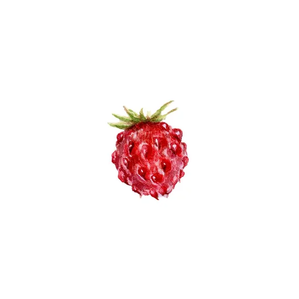 Φράουλα Θάμνος Χέρι Ζωγραφισμένα Ακουαρέλα Βοτανική Απεικόνιση Λευκό Φόντο — Φωτογραφία Αρχείου