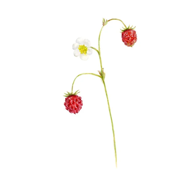 Fragola Cespuglio Disegnato Mano Acquerello Illustrazione Botanica Sfondo Bianco — Foto Stock
