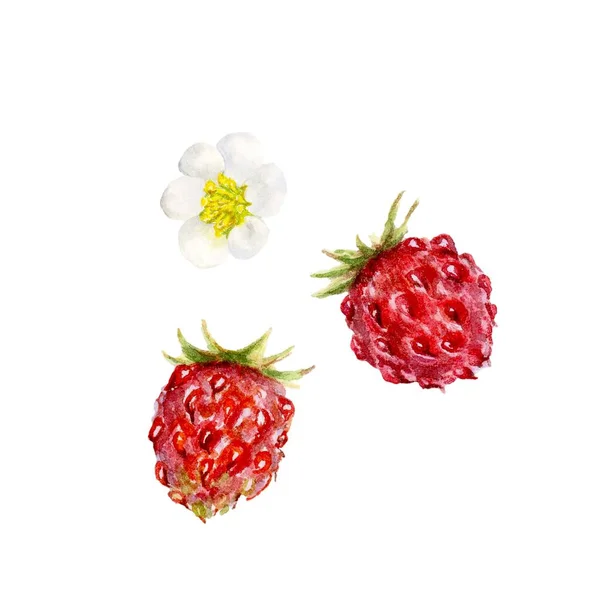 Φράουλα Θάμνος Χέρι Ζωγραφισμένα Ακουαρέλα Βοτανική Απεικόνιση Λευκό Φόντο — Φωτογραφία Αρχείου