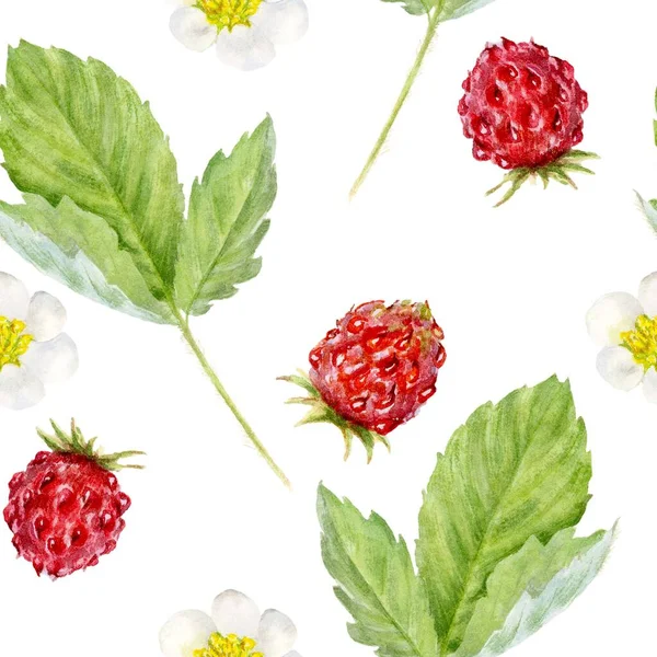 Fragola Cespuglio Disegnato Mano Acquerello Illustrazione Botanica Sfondo Bianco — Foto Stock