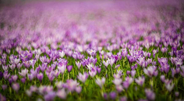 Prado Flores Primavera Cocodrilo Púrpura Blanca — Foto de Stock