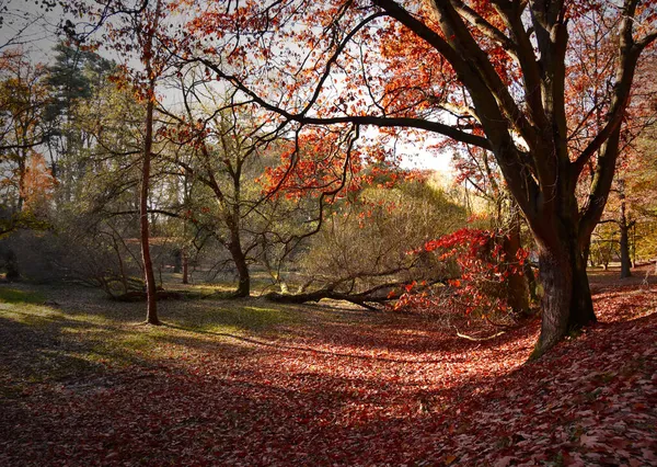 Hermoso Árbol Roble Rojo Otoño Imágenes Stock Parque Otoño Naturaleza — Foto de Stock