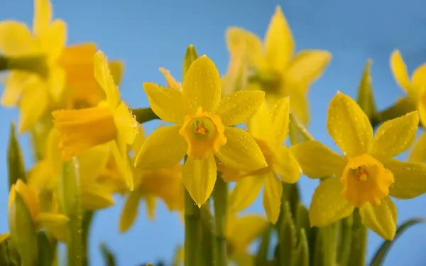 Narcisos Amarillos Sobre Fondo Azul Imágenes Archivo Hermosa Flor Narciso — Foto de Stock