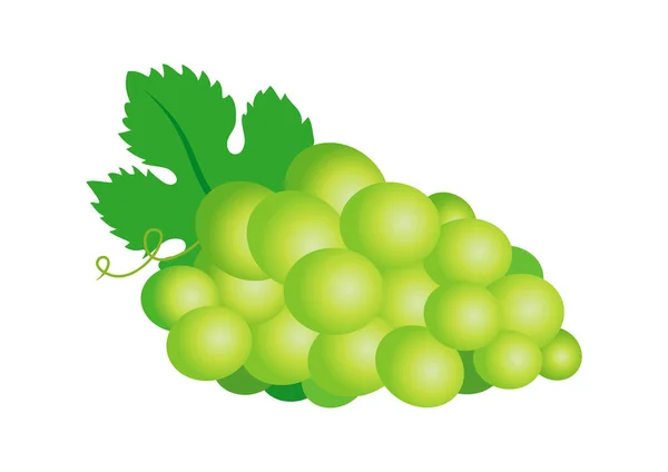 Ein Grüner Saftig Reifer Traubensymbol Vektor Weißer Strauß Wein Trauben — Stockvektor