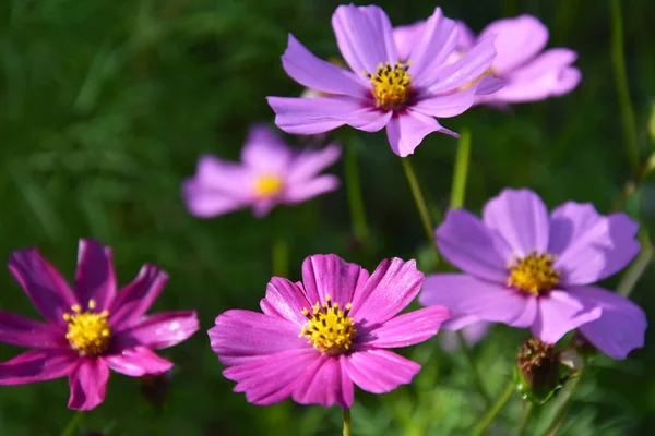 Beautiful purple flower Cosmos bipinnatus stock images. Pink garden cosmos blooming summer flower stock photo images