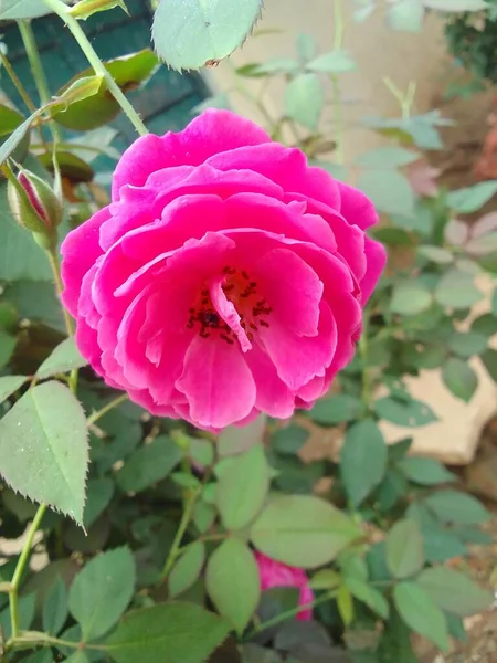 Цветок Сортов Розы Тип Сфотографировать Свою Первую Фотографию Этого Сайта — стоковое фото