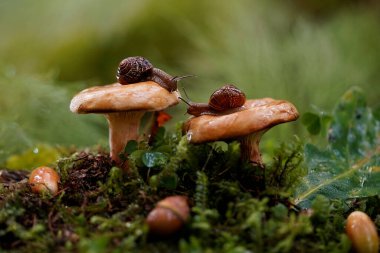 Sonbahar ormanında mantarlı iki salyangoz.