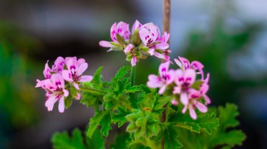 Yeşil yapraklı tıbbi bitki Melissa.