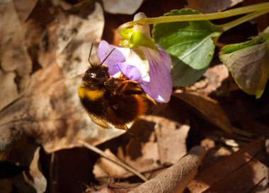 Bumblebee bir çiçekte yiyecek arıyor, makro
