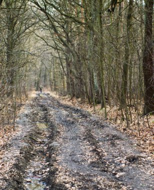 Orman ilkbaharın başlarında canlanır.
