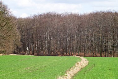 Yaşlı ağaç gövdesi yosun ile kaplanmış.