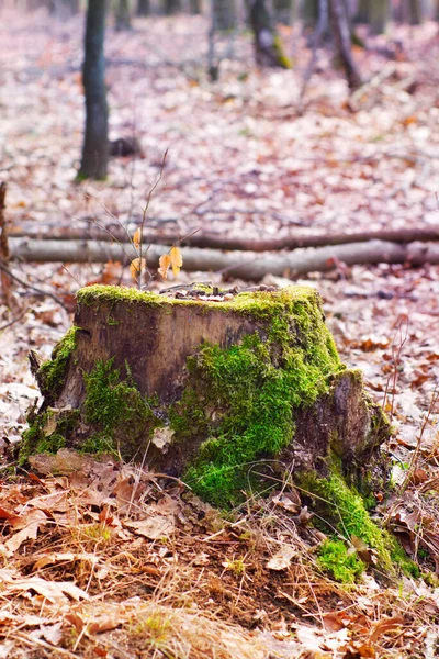 Tronco de árbol viejo cubierto de musgo — Foto de Stock