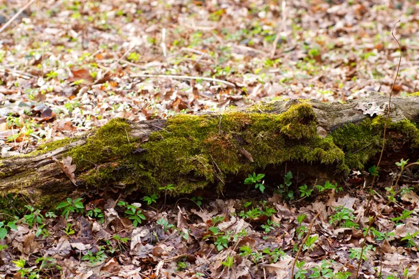 Старый ствол дерева, заросший мхом — стоковое фото