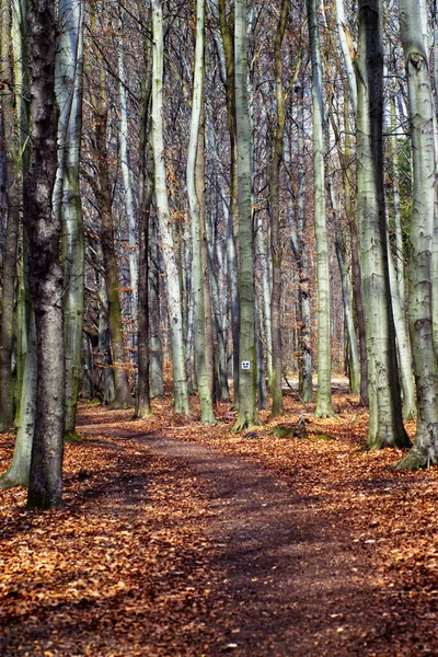 A floresta ganha vida no início da primavera — Fotografia de Stock