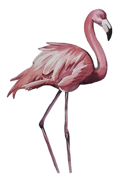 Flamingo Rosa Mão Desenhada Aquarela — Fotografia de Stock
