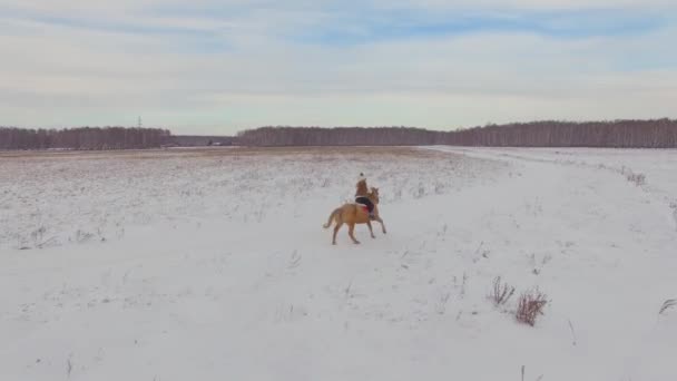 Стрельба с воздуха. Девушка в меховом жилете верхом на большой бежевой лошади в снежном зимнем ранчо — стоковое видео