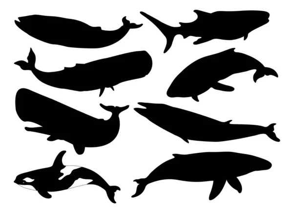 Set Whale Silhouettes Vector — Stock Vector
