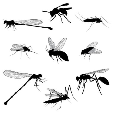 Silhouettes of Flying Insects isolated on the white background