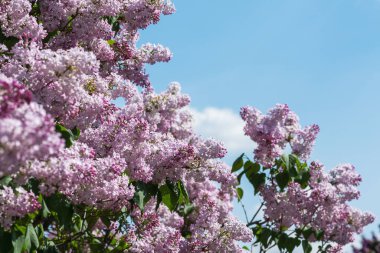 Çiçek açan çeşitlilik bulutlu mavi gökyüzüne karşı iki kat mor leylak..