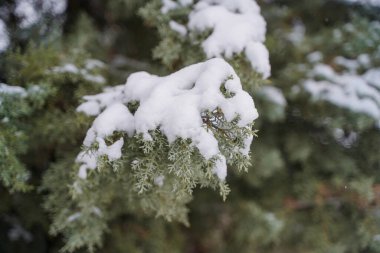 Çam ağacı dalları üzerinde kar