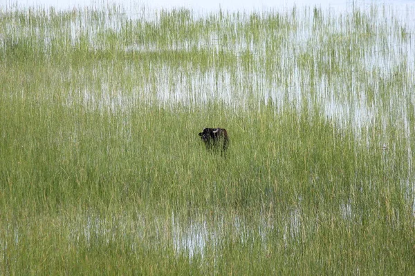 Escondido Grama Wetland — Fotografia de Stock