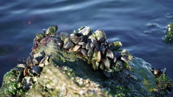 Mejillones Acantilado Musgoso Mar — Foto de Stock