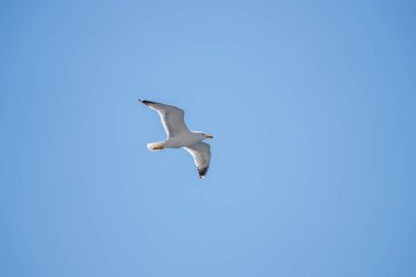 Açık Kanatlı Martı Mavi Gökte Uçuyor